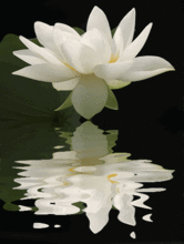 娱乐吃瓜君白莲花,娱乐吃瓜君的甜蜜诱惑