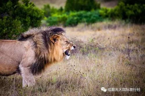 娱乐吃瓜酱狮子,揭秘娱乐圈背后的狮子故事