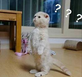 猫咪再见娱乐吃瓜酱